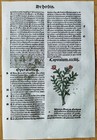 Post Incunable Leaf Hortus Sanitatis Colored Woodcuts Botany  x  - 1511
