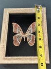 Butterfly Moth Real Framed Gift Moth Shadow Box Mounted Rothschild Insect Lot
