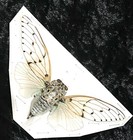 Ghost Cicada  ayuthia Spectabilis  Specimen  Asia entomology  Insects