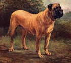 Antique Mastiff Print 1911 Champion Elgiva Mastiff Dog Art Illustration 7094f