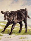 Black Angus  Print  1986     prairie Pals    Collectible  Aberdeen Angus Calf 