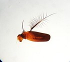 3 Antique Microscope Slides  Antenna    Foot Of Blow Fly  Probiscus Scorpion Fly