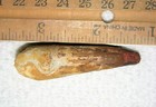2 Inch Long Spinosaurus Tooth Dinosaur Real Fossil Spinosaur Jurassic World Nice