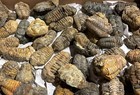 200 Pieces 2    Calymene Trilobite Fossils - Morocco