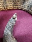Vtg Diamondback Rattler Coiled Snake Reptile Taxidermy Serpent Closed Mouth