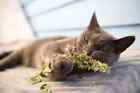 Catnip Fine Cut Wild Crafted   1oz - 20lb   Cats Treat Tea Bulk