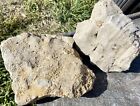 Unique  2pc 6 5  Total-tx Fossil Limestone Crinoid rudist bryozoan pennsylvanian