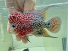 Premium Live Super Red Dragon Indo Flowerhorn Fish     1 Male     Usa Seller 12