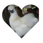8 Pure White Silkie Fertile Hatching Eggs   free Ups Ground Shipping