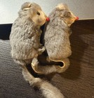 Original Real Fur Toy Gray Long Tail Mouse Mice Miniature Figurine W  Germany