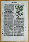 Post Incunable Leaf Hortus Sanitatis Colored Woodcuts Botany  by  - 1511