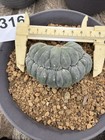 7 6cm Rarecactus Succulent Lw Cristata Selfroot Home Bonsai Wysiwyg 316 