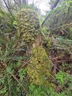 Live Stair Step Mountain Moss Terrarium Fairy Garden Decor 