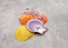 Scallop Seashell Halves Red Yellow Purple  5 Shell Halves Approx  2 25  Inches 