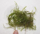 One Portion Of Weeping Moss - For Freshwater Aquariums - Plant Planted Shrimp
