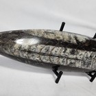 Orthoceras Single Plates 8 