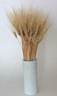 100 Naturally Dried 6-row Bearded Barley Grains On Stems - Tan 18  - 20  Usa