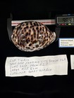 Cypraea Tigris 98 7mm Panama City Beach Fl Usa Large Gem  2017  e078 