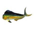 Lifelike 48  Tropical Saltwater Mahi Fish Plaque Wall Mount Art Trophy Taxidermy