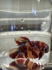 Koi Galaxy Live Male Betta Fish Orange   Blue   Red