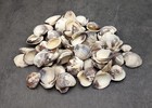 Ridged Venus Clam Seashell Dappled  approx  Half Pound 75  Shells 0 75  Inches 