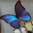 Real Butterflies Framed Butterfly Art Hanging 10 Species Blue Morpho Urania More