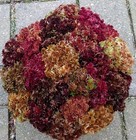 Bb  1 Gallon Sampler Live Sphagnum Moss Crisp And Fuzzy  Fresh Maine 