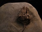 Actinocrinites Gibsoni Crinoid Fossil  Crawfordsville  In