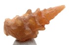 Chalcedony Fossil Shell Specimen Gastropod Fossilized Sea Snail Agate Morocco