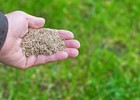 Annual Rye Grass 10 Lbs Grass Seed Fast Growing Winter Fall Rye Grass Fast Ship