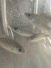 10  Live Redear Fish  Shell Cracker  small  Guarantee Alive  free-shipping 
