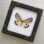 Real Framed Neochera Dominia Moth Insect Butterfly Taxidermy In Shadow Box