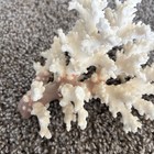 Natural Real Coral White Reef Aquarium Decor Beautiful Condition 7x5   