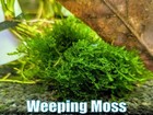 Weeping Moss Vesicularia Ferriei Live Aquatic Plants From Plant Betta Freshwater