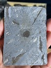 209 3grams Aletai Iron Meteorite Slice
