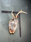 New Jackalope Mount taxidermy deer Mount antlers craft hunting art fishing gift