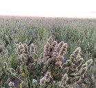   Premium Whole Catnip Buds For Cats   Organic  Usa-grown  Fresh   Potent   N   