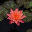 Nymphaea Wanvisa   Water Lily Pond Aquarium Plants Factory  