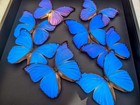 Framed Iridescent Blue Morpho Butterfly Mosaic  Ethically Sourced  16  X 16 