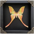 Framed Pinned Luna Moth Home Office Wall Decor Taxidermy Insect Entomology Gift