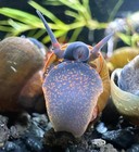 6x Blueberry Snails Viviparus Sp  Live Freshwater Aquarium Algae Eater Rare