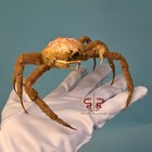 Crab Specimen Doclea Ovis  Museum-quality Taxidermy   Display Box