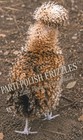6  polish Hatching Eggs   Candycorn Tolbunt Blue Gold Laced Frizzle Silver Lace