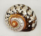 South African Turban Seashell Turbo Sarmaticus Snail Shell Tank Decoration 