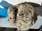 Bald Face Hornets Paper Wasp Nest  Bee Hive 12   x9    Roughly