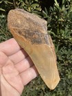 Natural Beautiful 5 20    Megalodon Tooth Fossil Shark Teeth