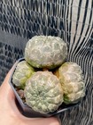 Multi-head Euphorbia Gymnocalycioides Raresucculent Cactus Plant Garden D  cor  