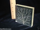 4  X 4  X 3 4  Captured Lightning Edge Lichtenberg Figure Beam Tree Sculpture