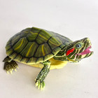   used    Bandai Gashapon Turtle 01 Action Figure Advance Red-eared Slider Light