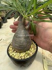 Raresucculent Pachypodium Rosulatum Var  Gracilius H perrier Tuber Plants 5cm